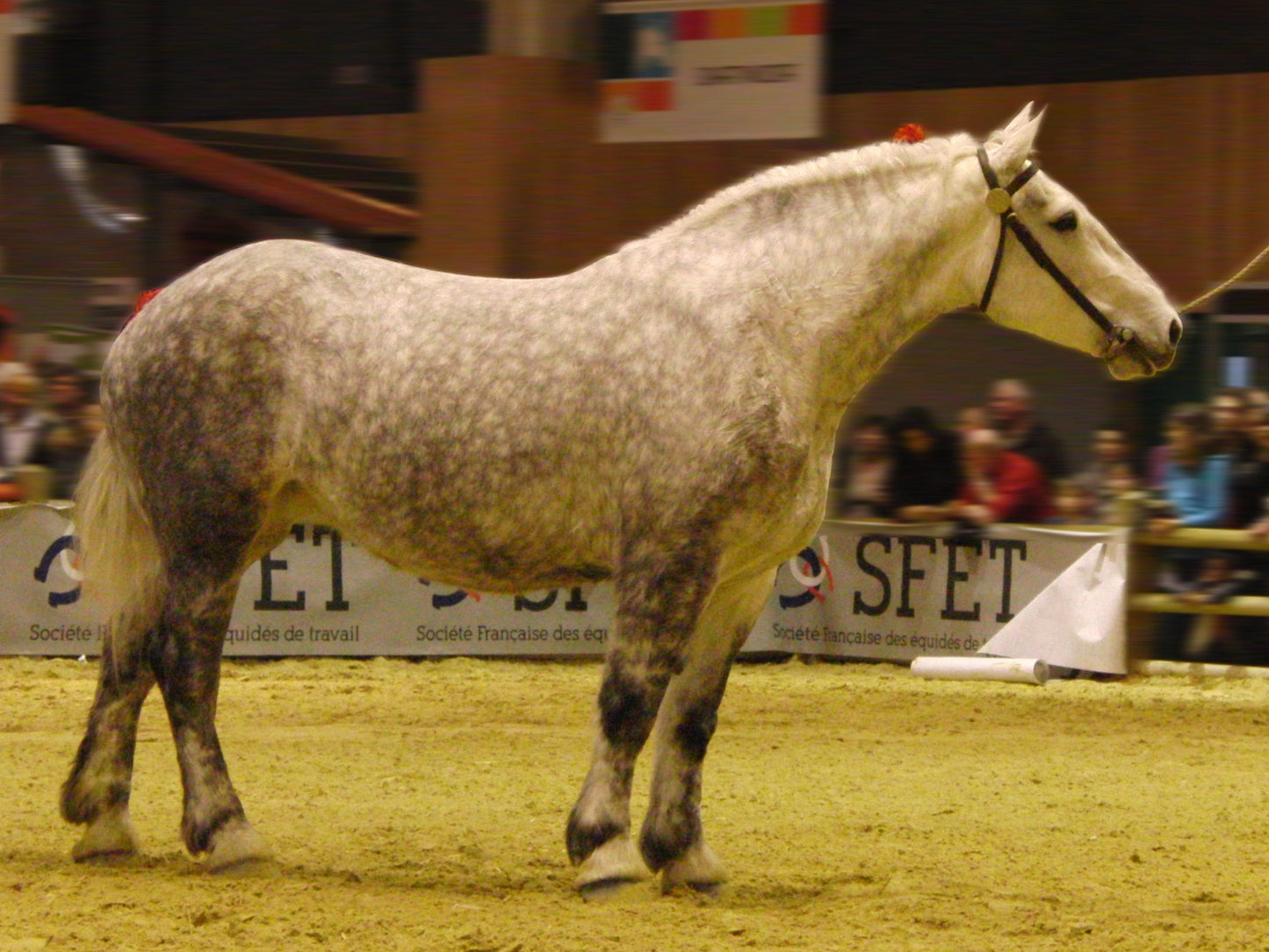 Percheron Horse Breed France GLOSSY POSTER PICTURE PHOTO PRINT BANNER  CONVERSATIONPRINTS