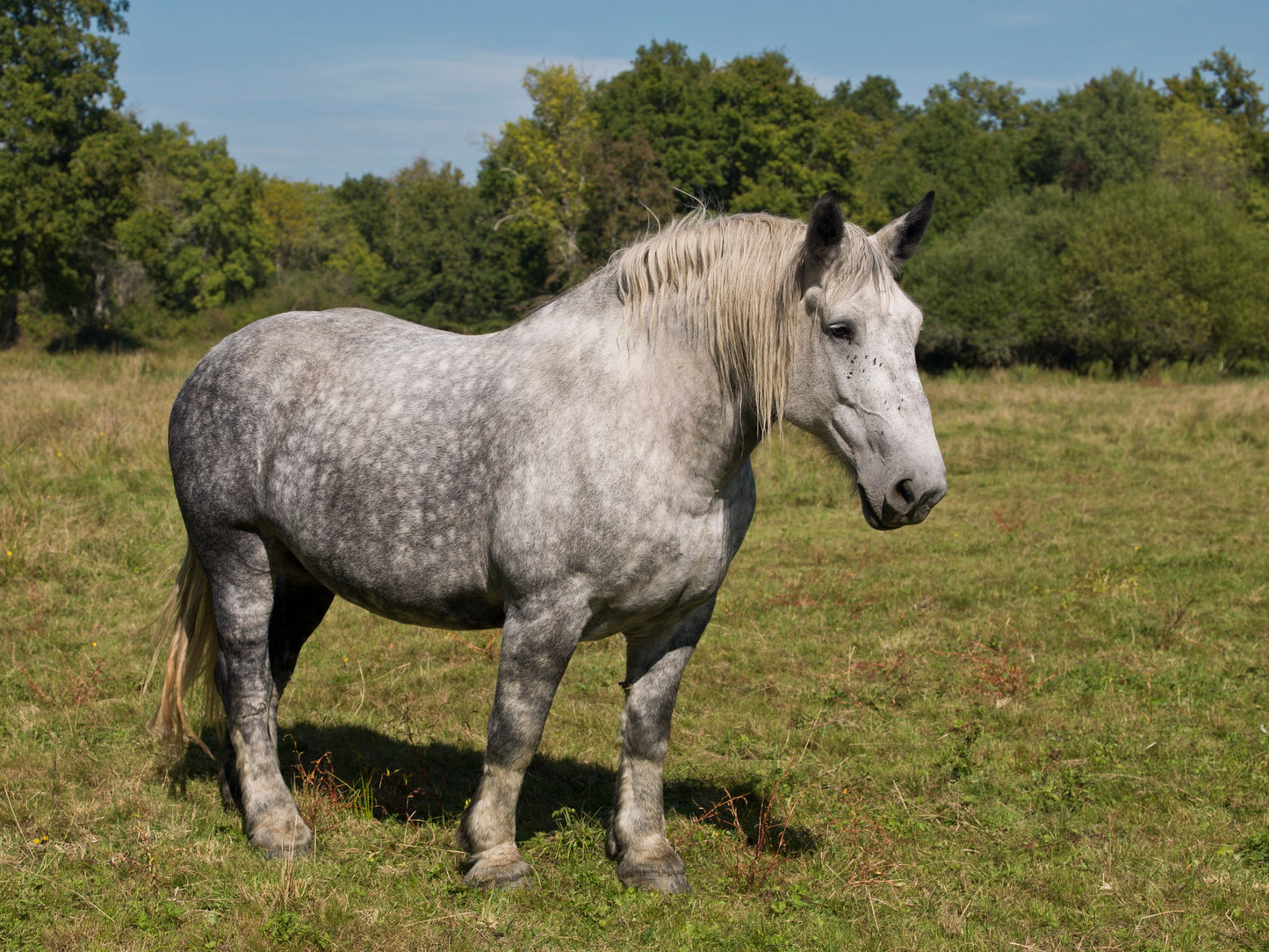 Percheron Horse Breed French GLOSSY POSTER PICTURE PHOTO PRINT BANNER  CONVERSATIONPRINTS