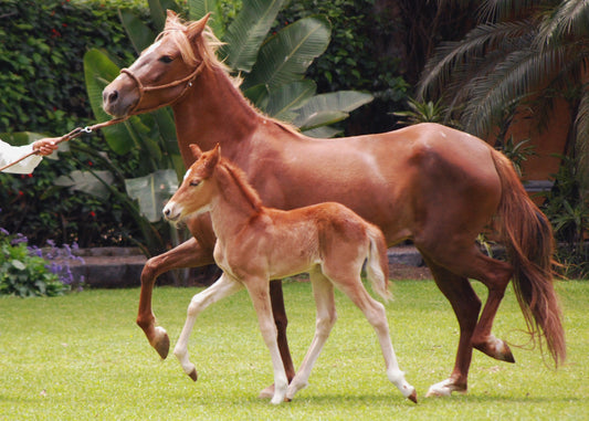 Peruvian Paso Horse Breed GLOSSY POSTER PICTURE PHOTO PRINT BANNER  CONVERSATIONPRINTS