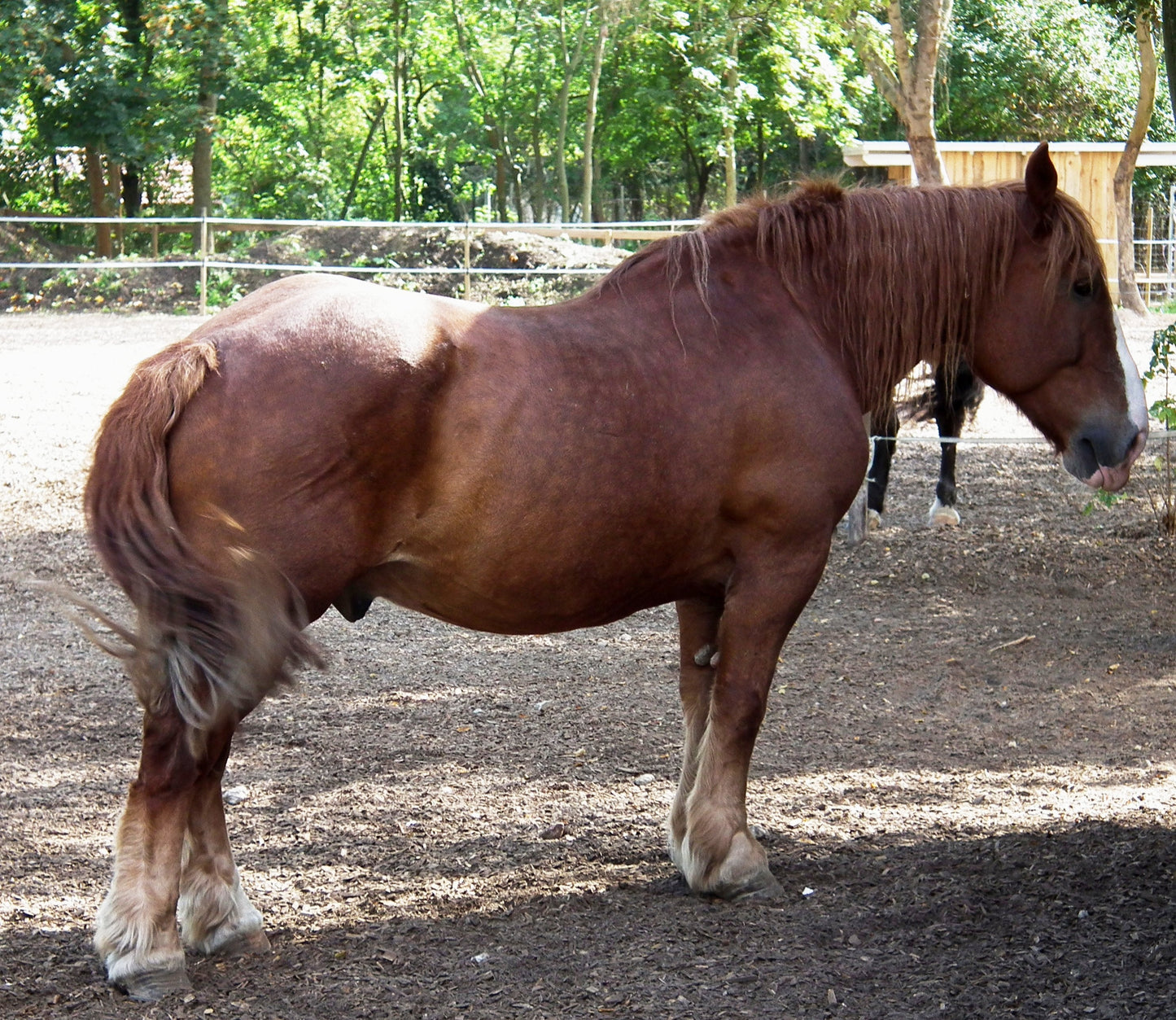 Pfalz-Ardenner Horse Breed GLOSSY POSTER PICTURE PHOTO PRINT BANNER  CONVERSATIONPRINTS