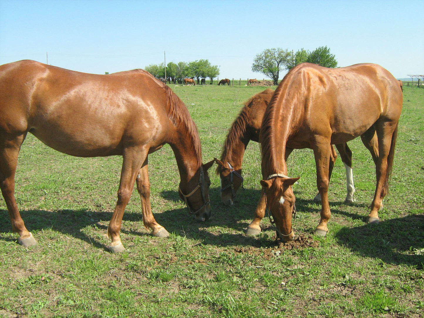 Pleven Horse Breed GLOSSY POSTER PICTURE PHOTO PRINT BANNER  CONVERSATIONPRINTS