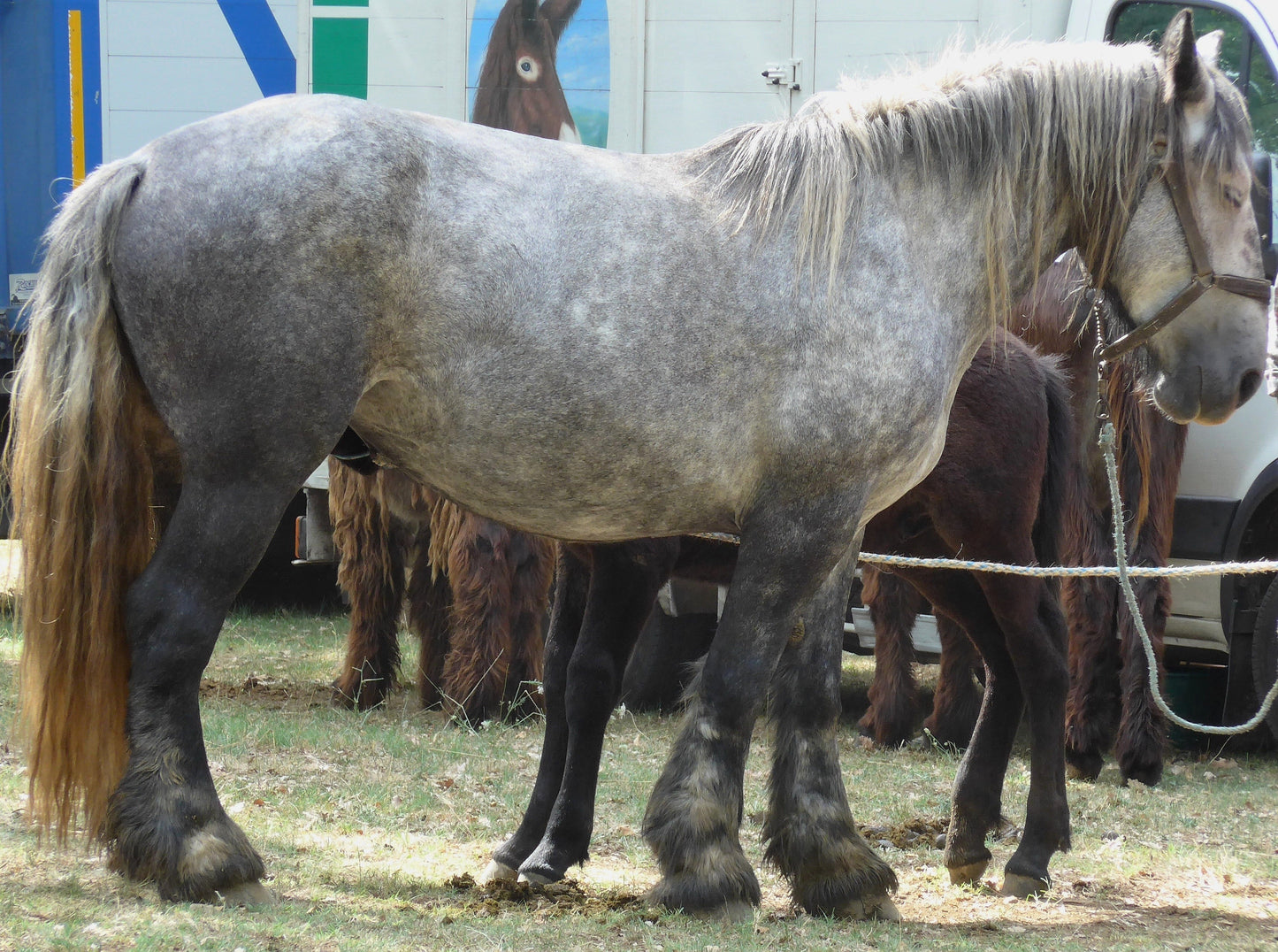 Poitevin Horse Breed GLOSSY POSTER PICTURE PHOTO PRINT BANNER  CONVERSATIONPRINTS