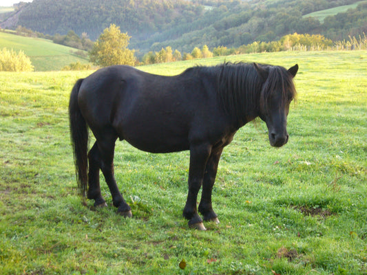 Pottok Horse Breed Basque GLOSSY POSTER PICTURE PHOTO PRINT BANNER  CONVERSATIONPRINTS