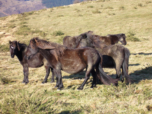 Pottok Horses Breed Basque GLOSSY POSTER PICTURE PHOTO PRINT BANNER  CONVERSATIONPRINTS