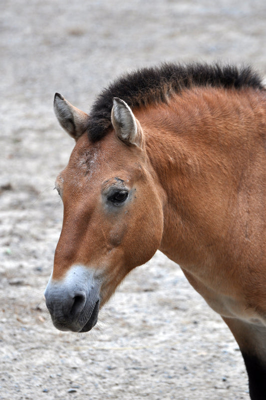 Przewalski Horse Mongolian GLOSSY POSTER PICTURE PHOTO PRINT BANNER  CONVERSATIONPRINTS