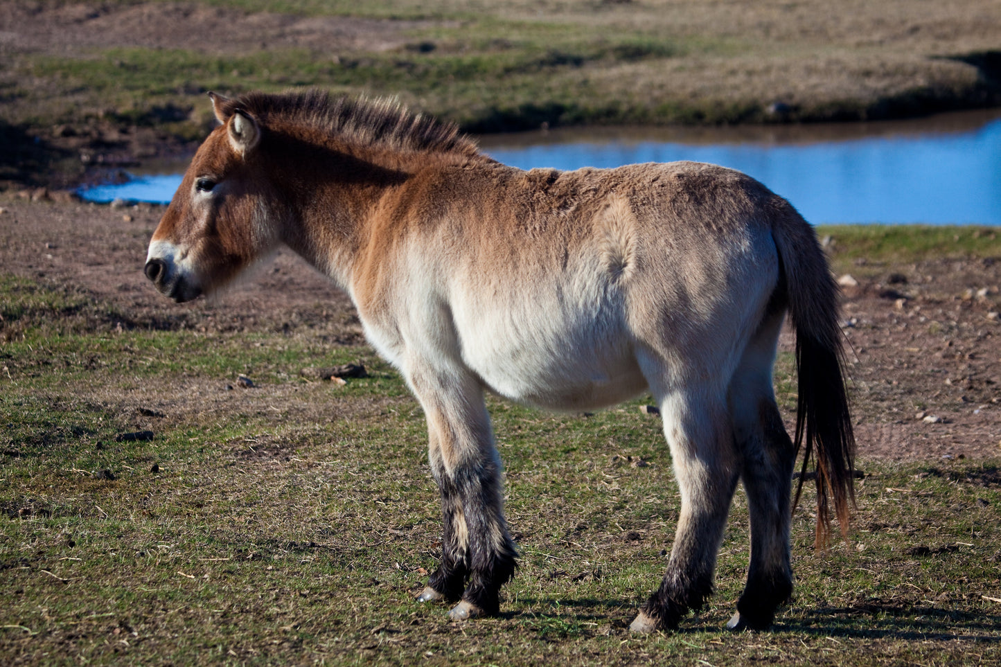 Przewalski Horse Breed Mongolian GLOSSY POSTER PICTURE PHOTO PRINT BANNER  CONVERSATIONPRINTS