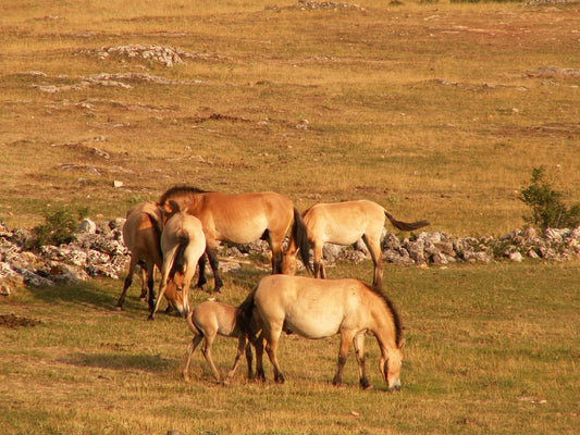 Przewalski Horses Breed Mongolian GLOSSY POSTER PICTURE PHOTO PRINT BANNER  CONVERSATIONPRINTS