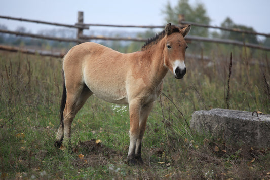 Przewalski Horse Dzungarian GLOSSY POSTER PICTURE PHOTO PRINT BANNER  CONVERSATIONPRINTS