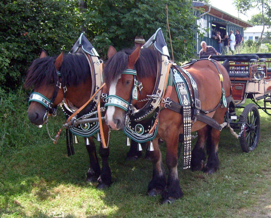 Rhenish German Coldblood Horses GLOSSY POSTER PICTURE PHOTO PRINT BANNER  CONVERSATIONPRINTS