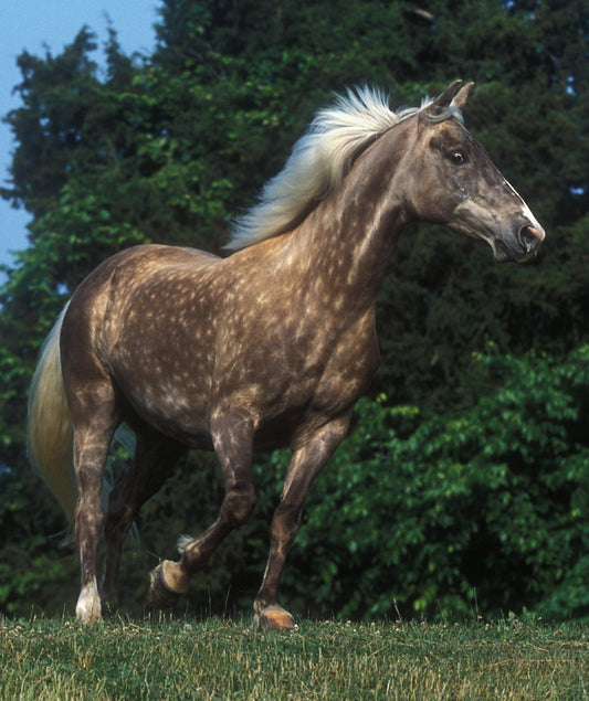 Rocky Mountain Horse Breed GLOSSY POSTER PICTURE PHOTO PRINT BANNER  CONVERSATIONPRINTS