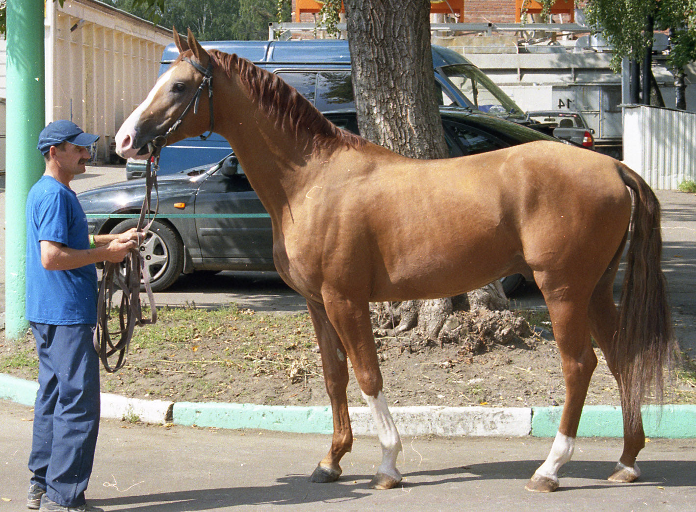 Russian Don Horse Breed GLOSSY POSTER PICTURE PHOTO PRINT BANNER  CONVERSATIONPRINTS