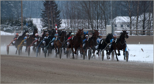 Scandinavian Coldblood Trotter Horses POSTER PICTURE PHOTO PRINT BANNER  CONVERSATIONPRINTS