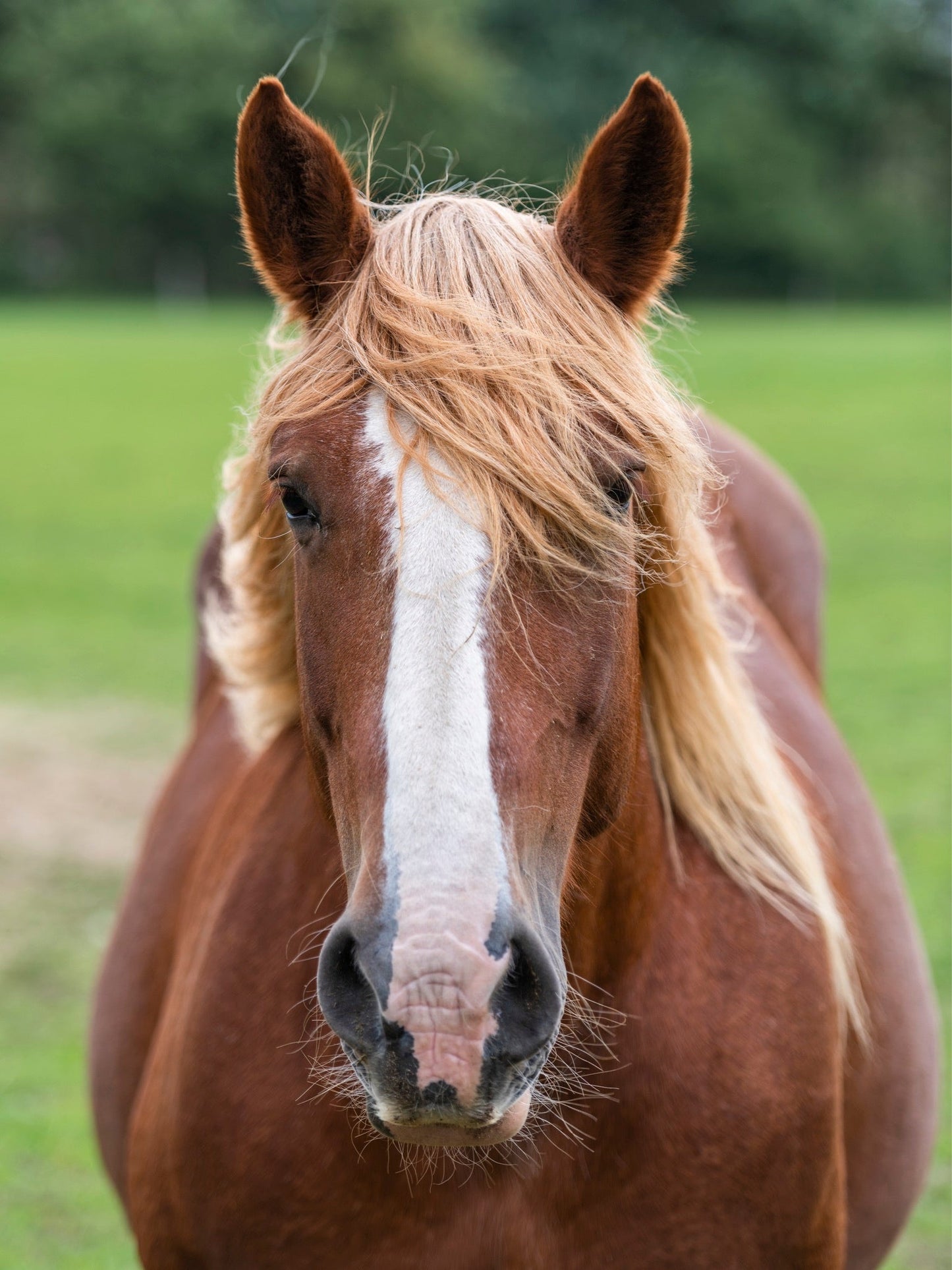 Schleswig Coldblood Horse Breed GLOSSY POSTER PICTURE PHOTO PRINT BANNER  CONVERSATIONPRINTS