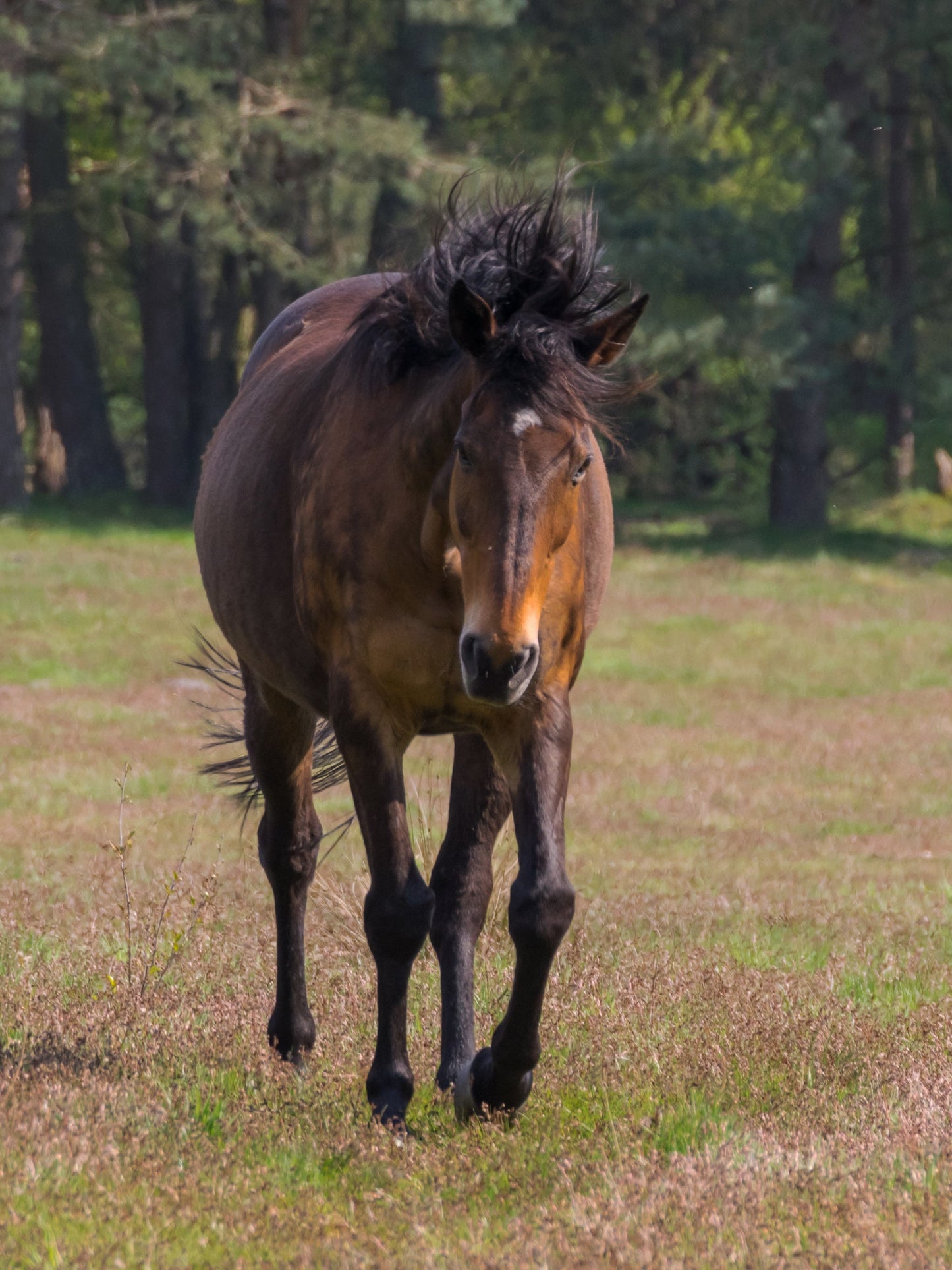 Senner Horse Breed Senne GLOSSY POSTER PICTURE PHOTO PRINT BANNER  CONVERSATIONPRINTS