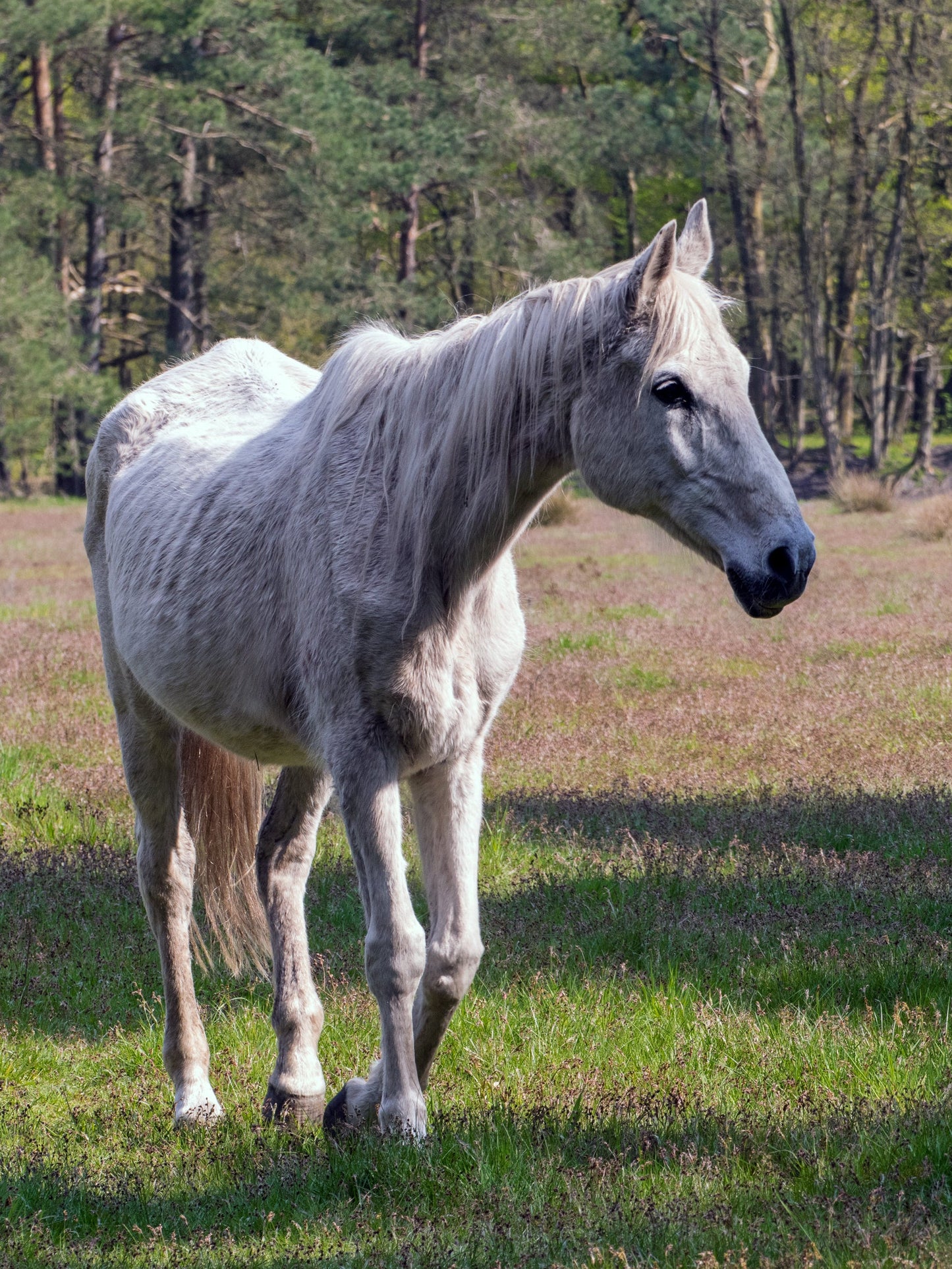 Senner Horse Breed Germany Senne GLOSSY POSTER PICTURE PHOTO PRINT BANNER  CONVERSATIONPRINTS