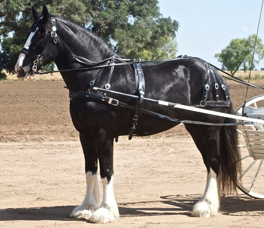 Shire Horse Breed GLOSSY POSTER PICTURE PHOTO PRINT BANNER  CONVERSATIONPRINTS