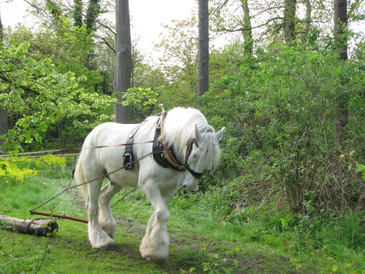 Shire Horse Breed British GLOSSY POSTER PICTURE PHOTO PRINT BANNER  CONVERSATIONPRINTS