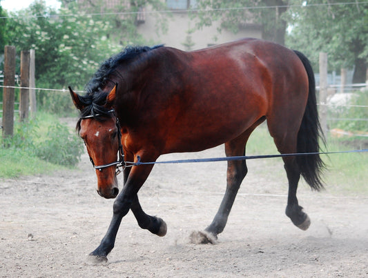 Silesian Warmblood Horse Breed GLOSSY POSTER PICTURE PHOTO PRINT BANNER  CONVERSATIONPRINTS