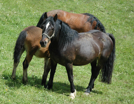 Slovenian Cold Blood Horse GLOSSY POSTER PICTURE PHOTO PRINT BANNER  CONVERSATIONPRINTS