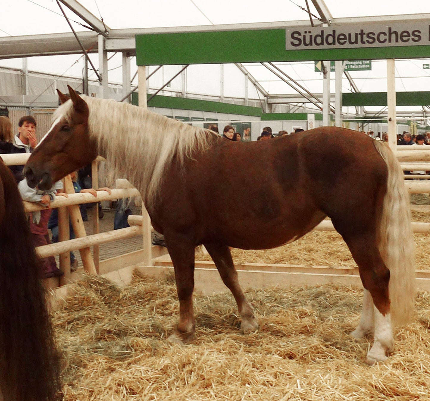 South German Coldblood Horse GLOSSY POSTER PICTURE PHOTO PRINT BANNER  CONVERSATIONPRINTS