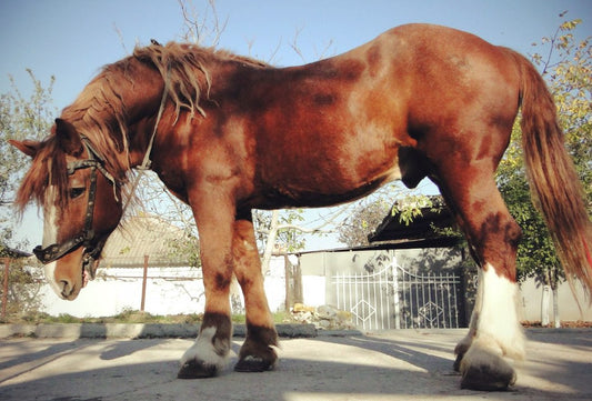 Soviet Heavy Draft Horse GLOSSY POSTER PICTURE PHOTO PRINT BANNER  CONVERSATIONPRINTS