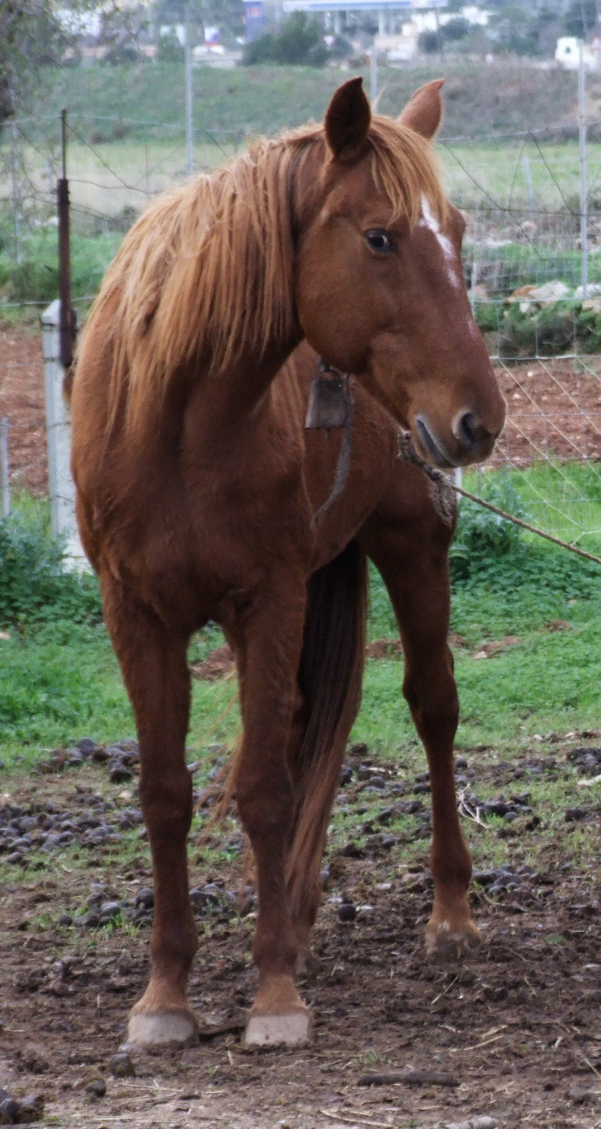 Spanish Trotter Horse Breed GLOSSY POSTER PICTURE PHOTO PRINT BANNER  CONVERSATIONPRINTS