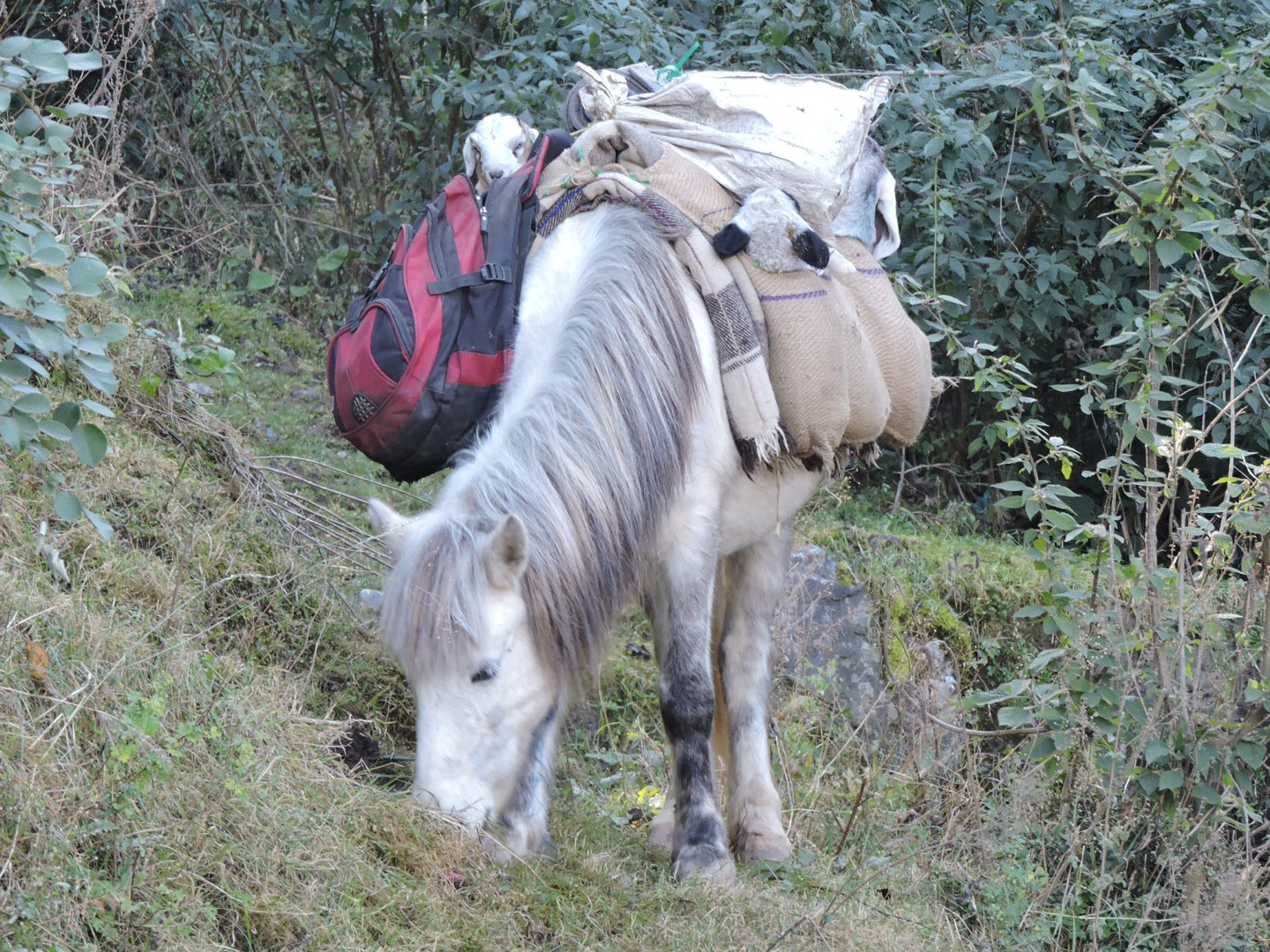 Spiti Horse Breed India GLOSSY POSTER PICTURE PHOTO PRINT BANNER  CONVERSATIONPRINTS