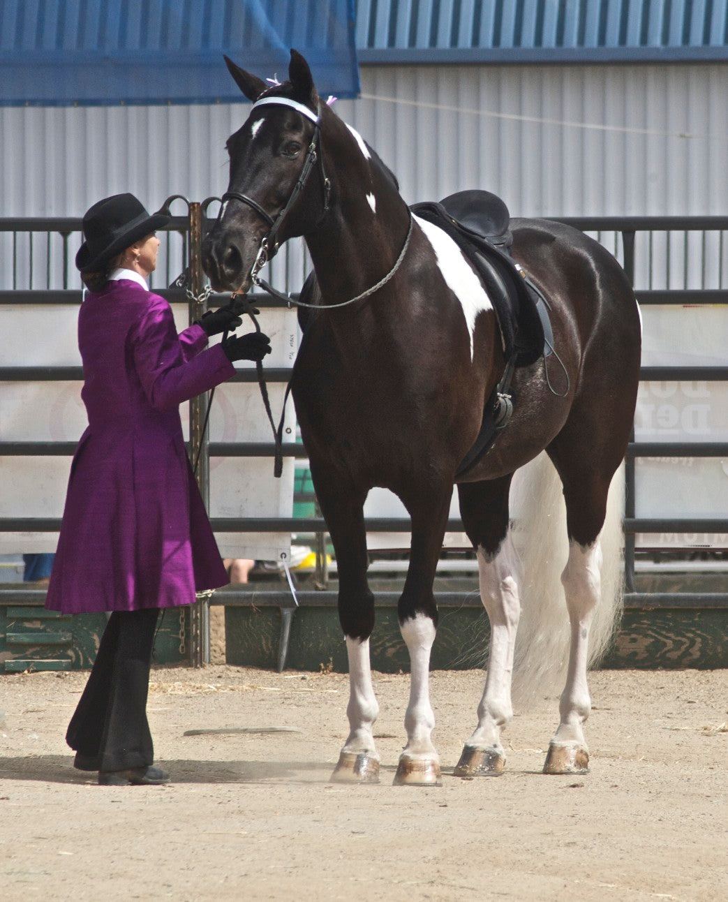 Spotted Saddle Horse GLOSSY POSTER PICTURE PHOTO PRINT BANNER  CONVERSATIONPRINTS