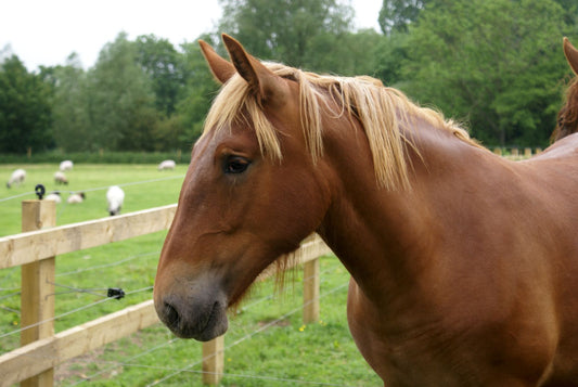 Suffolk Punch Horse Breed GLOSSY POSTER PICTURE PHOTO PRINT BANNER  CONVERSATIONPRINTS