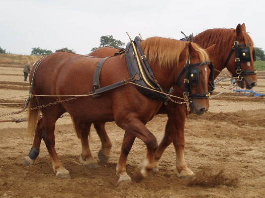Suffolk Punch Horses Glossy Poster Picture Photo Print Banner  Conversationprints