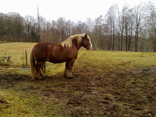 Swedish Ardennes Horse Breed Glossy Poster Picture Photo Print Banner  Conversationprints