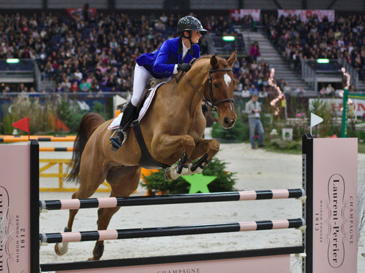 Swiss Warmblood Horse Glossy Poster Picture Photo Print Banner  Conversationprints