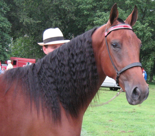 Tennessee Walking Horse Glossy Poster Picture Photo Print Banner  Conversationprints