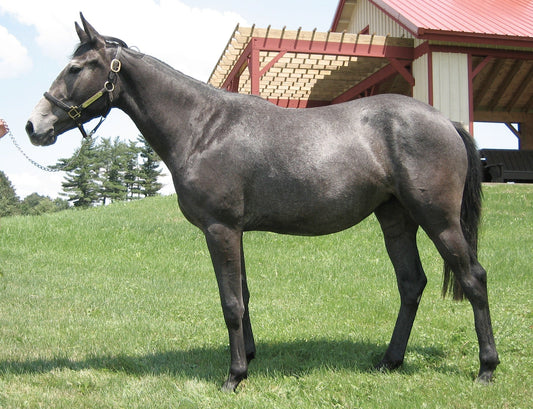 Thoroughbred Gray Horse Glossy Poster Picture Photo Print Banner  Conversationprints