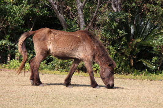 Tokara Horse Breed Japan Glossy Poster Picture Photo Print Banner  Conversationprints
