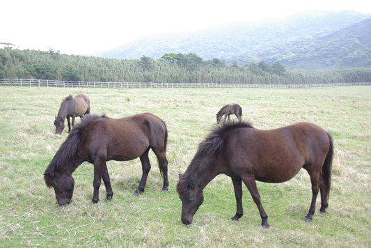 Tokara Horses Japanese Glossy Poster Picture Photo Print Banner  Conversationprints