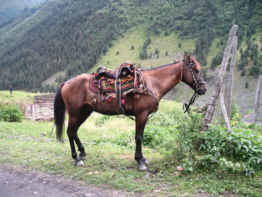 Tushetian Horse Breed Georgia Glossy Poster Picture Photo Print Banner  Conversationprints