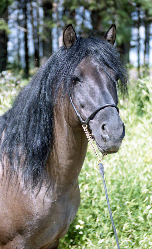 Vyatka Horse Breed Russia GLOSSY POSTER PICTURE PHOTO PRINT BANNER  CONVERSATIONPRINTS