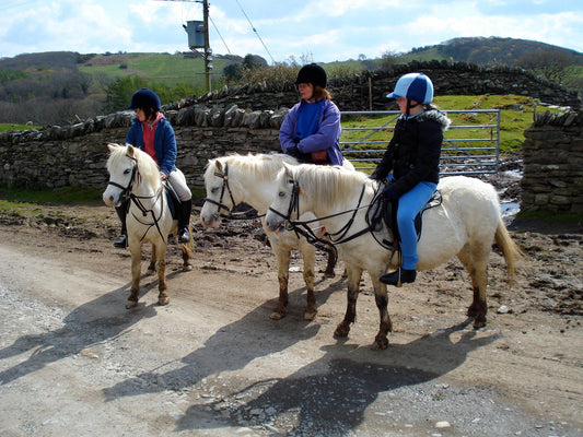 Welsh Pony & Cob Horse Rider GLOSSY POSTER PICTURE PHOTO PRINT BANNER  CONVERSATIONPRINTS