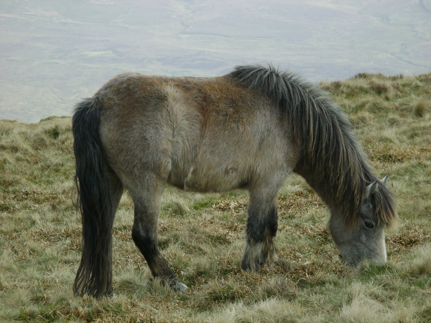 Welsh Wild Pony GLOSSY POSTER PICTURE PHOTO PRINT BANNER  CONVERSATIONPRINTS