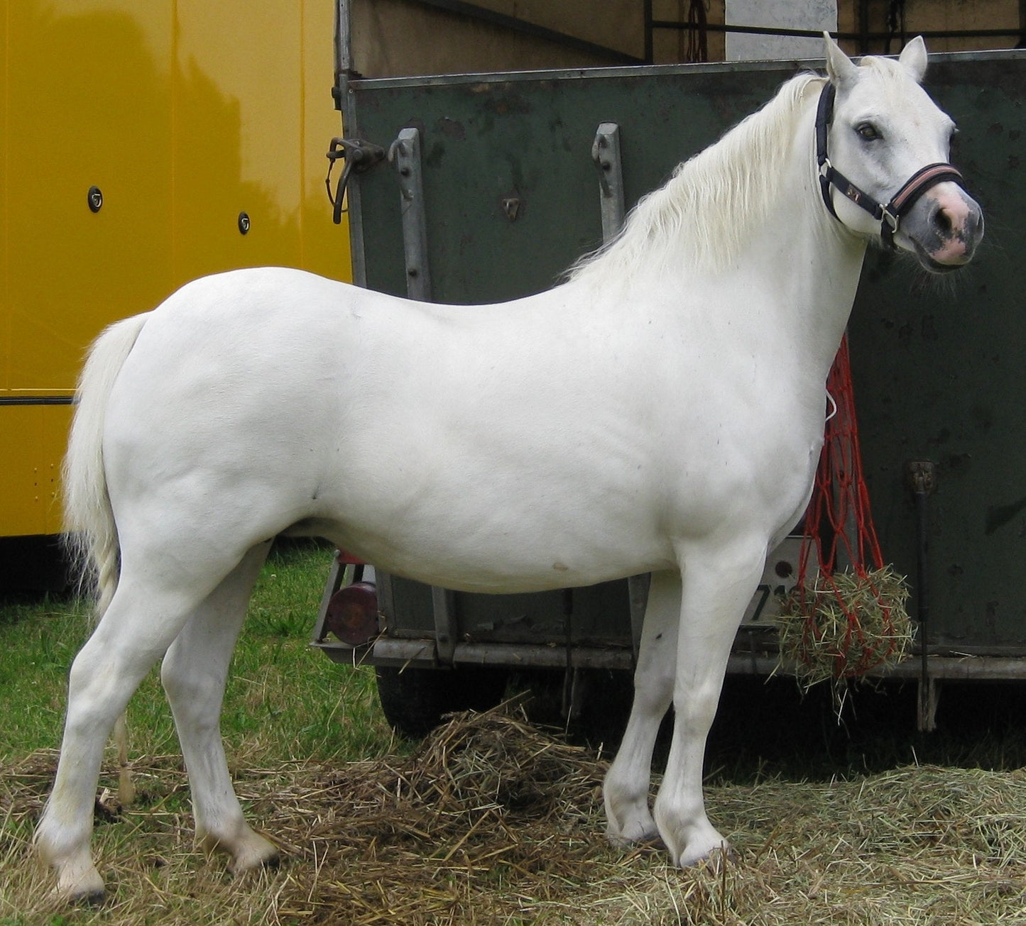 White Welsh Pony GLOSSY POSTER PICTURE PHOTO PRINT BANNER  CONVERSATIONPRINTS