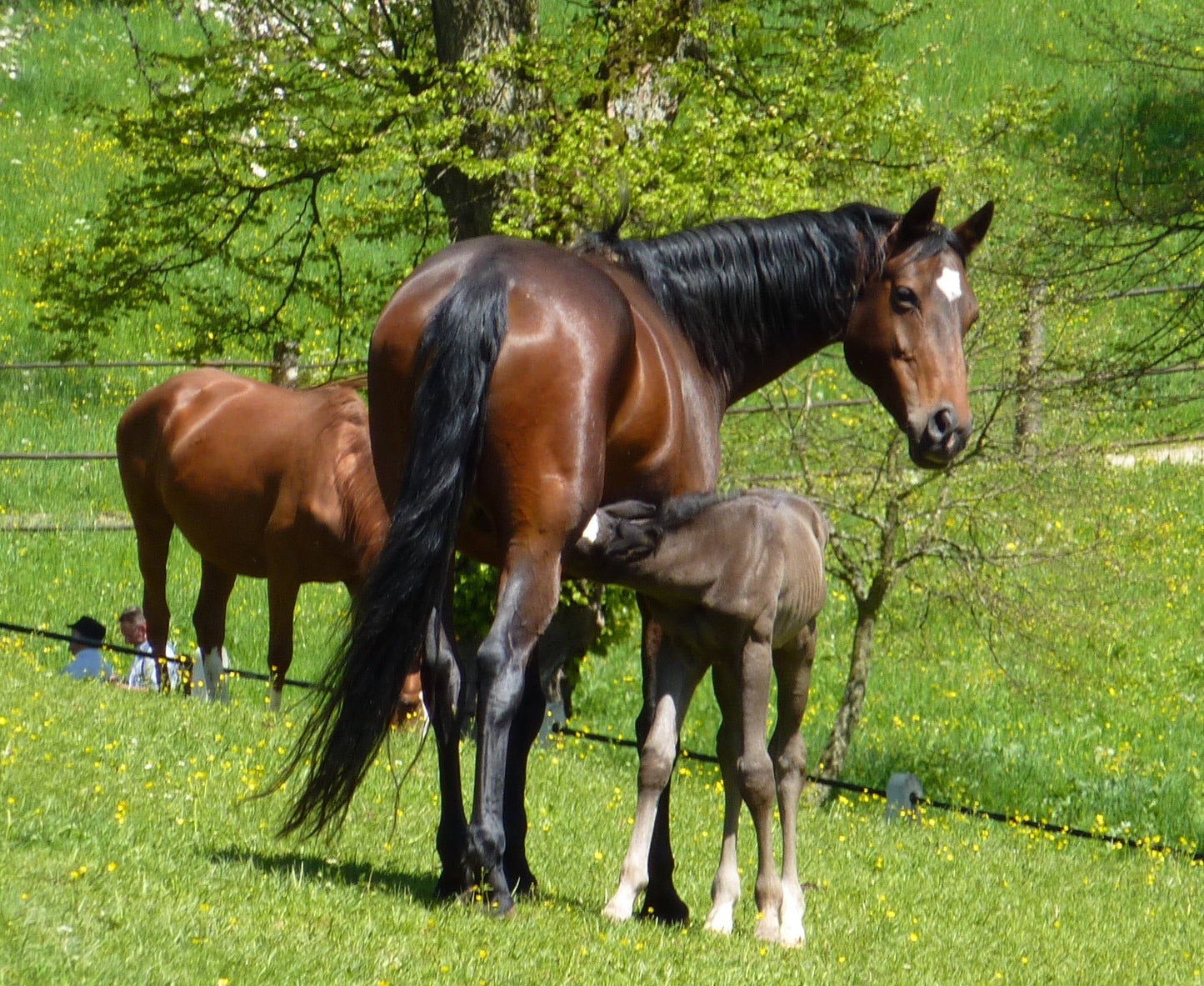 Wurtttemberger Horse Germany GLOSSY POSTER PICTURE PHOTO PRINT BANNER  CONVERSATIONPRINTS