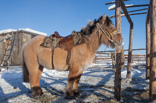 Yakutian Horse Siberia GLOSSY POSTER PICTURE PHOTO PRINT BANNER  CONVERSATIONPRINTS