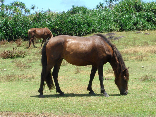 Yakutian Horse Breed Siberia GLOSSY POSTER PICTURE PHOTO PRINT BANNER  CONVERSATIONPRINTS