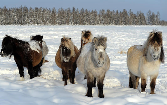 Zakynthos Horse Breed Greece GLOSSY POSTER PICTURE PHOTO PRINT BANNER  CONVERSATIONPRINTS