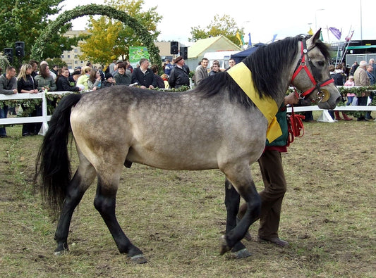 Zweibrucker Horse Breed Germany GLOSSY POSTER PICTURE PHOTO PRINT BANNER  CONVERSATIONPRINTS