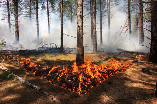 California Wildfires 2025 Tree Burning Poster Picture Photo Print Banner  Conversationprints