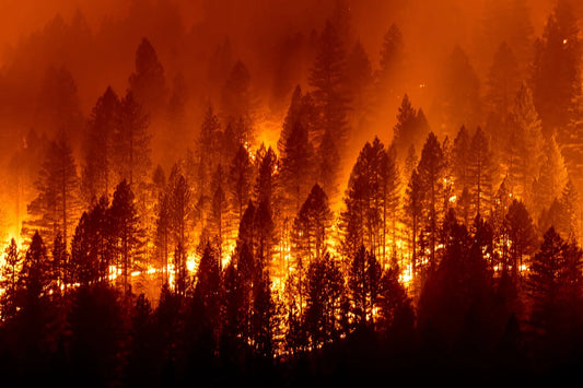 California Wildfires 2025 Forest Poster Picture Photo Print Banner  Conversationprints