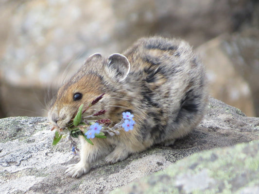 American Pika Rodent Animal Glossy Poster Picture Photo Print Banner  Conversationprints