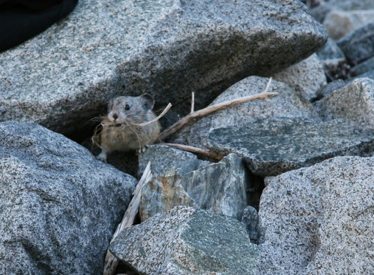 American Pika In Rocks Glossy Poster Picture Photo Print Banner  Conversationprints